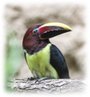 aracari