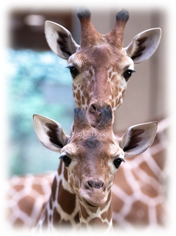 girafes