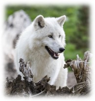 loup-arctique