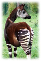 okapi