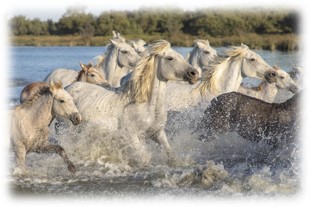 chevaux-sauvages